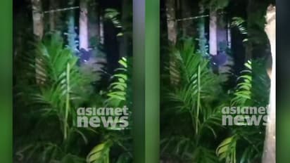 തേന് പെട്ടികള് തകര്ക്കും, പിന്നെ മധുരം നുകരും; നിലമ്പൂരിനെ ഭീതിയിലാഴ്ത്തി വീണ്ടും കരടിയിറങ്ങി: വീഡിയോ