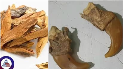 ಲೋಕಾಯುಕ್ತ ದಾಳಿಯಲ್ಲಿ ಪತ್ತೆಯಾಯ್ತು ಹುಲಿ ಉಗುರು, ಶ್ರೀಗಂಧದ ಕೊರಡು: ಇವರೇನು ಬೆಸ್ಕಾಂ ಅಧಿಕಾರಿಯಾ? ಕಾಡುಗಳ್ಳನಾ?