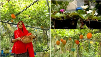 മട്ടുപ്പാവിൽ വിരിഞ്ഞുനിൽക്കുന്ന സ്വർഗ കനിയും താമരയും ആമ്പലും; മികച്ച വരുമാനം കൊയ്യുകയാണ് ഈ വീട്ടമ്മ