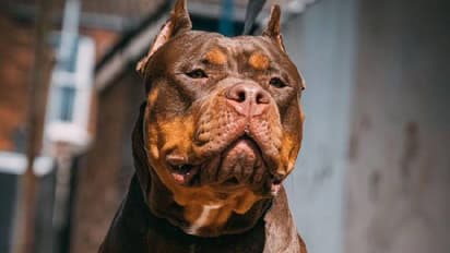 മനുഷ്യന്റെ അസ്ഥിപോലും കടിച്ചുമുറിക്കും, പുറത്തിറക്കുമ്പോള് വാമൂടണം; കൊടും ഭീകരനോ ഇവന്?