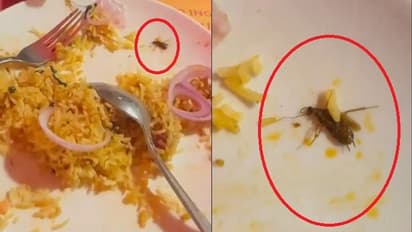 చూడకుంటా తింటే హాస్పిటల్ కే.. ప్రముఖ రెస్టారెంట్ లోని బిర్యానీలో చచ్చిన బొద్దింక..