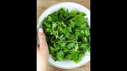 పచ్చి కొత్తిమీర తింటే ఏమౌతుందో తెలుసా?