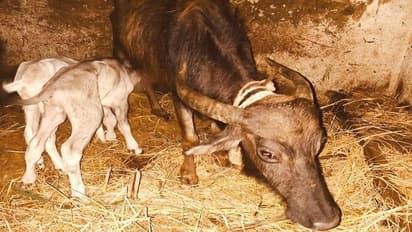 ಚಿಕ್ಕಮಗಳೂರಲ್ಲಿ ವಿಸ್ಮಯಕಾರಿ ಘಟನೆ: ಕೇವಲ 8 ದಿನದಲ್ಲೇ 2ನೇ ಕರು ಹಾಕಿದ ಎಮ್ಮೆ..!