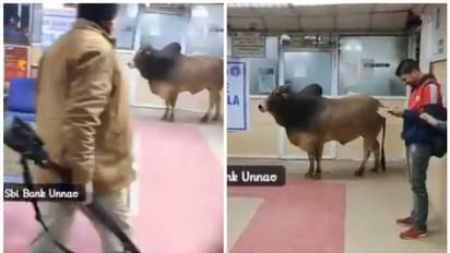 'കാള കേറീന്ന് കേട്ടിട്ടേയുള്ളൂ... ഇതിപ്പോ...'; എസ്ബിഐയുടെ ശാഖയില്‍ കയറിയ കാളയുടെ വീഡിയോ വൈറല്‍ !