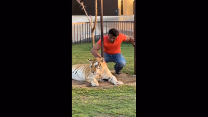 ದುಬೈ ಹುಲಿ-ಹೆಬ್ಬಾವು ಜೊತೆ ನಟ ದರ್ಶನ್; ಪೋಟೋ ವೈರಲ್