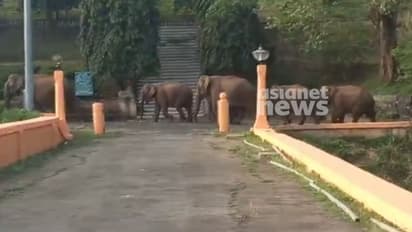ഒന്നല്ല,രണ്ടല്ല,പത്തല്ല,മുപ്പത്! 'ഞങ്ങൾ ഫാമിലിയായി ഒന്ന് കറങ്ങാനിറങ്ങിയതാ', മലമ്പുഴയിൽ കാട്ടാനക്കൂട്ടമിറങ്ങി