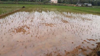 ಕೊಡಗು: ಭಾರೀ ಮಳೆಗೆ ಗದ್ದೆಗಳು ಜಲಾವೃತ, ಕಂಗಾಲಾದ ಅನ್ನದಾತ..!