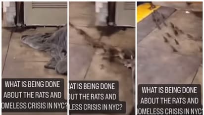 തെരുവില്‍ കിടന്നുറങ്ങുന്നയാളിന്‍റെ പുതപ്പിനുള്ളില്‍ നിന്നും ഓടിപ്പോകുന്ന എലിക്കൂട്ടം! വീഡിയോ വൈറൽ !