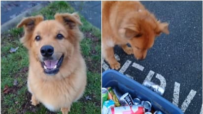 സ്വന്തമായി അധ്വാനിച്ച് ജീവിക്കുന്ന നായ; ഇതൊക്കെ കണ്ട് പഠിക്കൂ എന്ന് കമന്റുകള്...