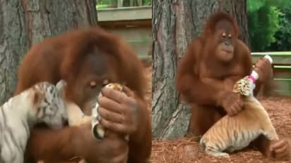 കടുവക്കുഞ്ഞുങ്ങളെ കെട്ടിപ്പിടിച്ച്, മുത്തം വച്ച്, പാലുകൊടുത്ത് ഒറാങ്ങ്ഉട്ടാൻ; മനസ് നിറയും വീഡിയോ 