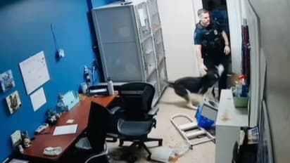 നട്ടപ്പാതിരക്ക് വിശന്നു, കള്ളനെപ്പോലെ പതുങ്ങിയെത്തി നായ, പിന്നാലെ പൊലീസും; വീഡിയോ 