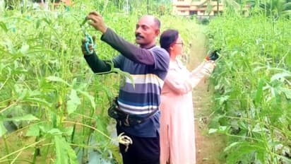 കിലോ 60 രൂപ, വാങ്ങാൻ തോട്ടത്തിലെത്തും ആളുകൾ! മന്നാറിലെ ദമ്പതികളുടെ വെണ്ടക്കയ്ക്ക് വളം ഗോമൂത്രവും ചാണകവും