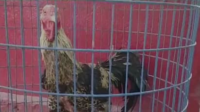 కరీంనగర్ ఆర్టీసీ పందెం కోడి కథకు ఎండ్ కార్డు.. ట్విస్ట్ ఇచ్చిన డిపో మేనేజర్.. ఏం చేశారంటే?