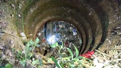 തോട്ടം നശിപ്പിക്കാനെത്തി, പൊട്ടക്കിണറ്റിൽ വീണ പന്നികളെ വെടിവച്ചുകൊന്നു