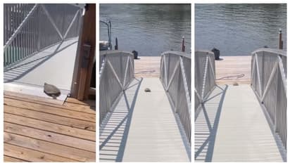 പഴയ ആമയും മുയലും കഥയിലെ ആമയല്ലിത്; ഒടുകയല്ല, 'പറപറക്കുന്ന' ആമയുടെ വീഡിയോ വൈറല്‍ ! 