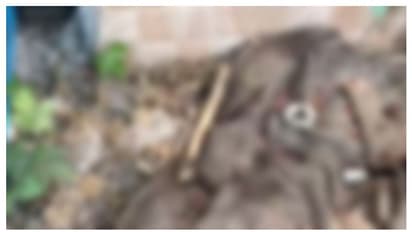 റോഡ് പണിക്കായി പൊളിച്ച കടമുറിയിൽ ഒരു തലയോട്ടി, മറ്റൊരു മുറിയിൽ വാരിയെല്ല്; കോഴിക്കോട് പരിശോധന