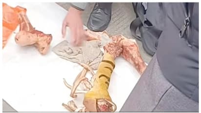 കണ്ടാല്‍ കടുവയുടെ എല്ലുകള്‍, പക്ഷേ കാളയുടേത്; വ്യാജേന വില്പനയ്ക്ക് ശ്രമിച്ച രണ്ട് പേർ പിടിയിൽ