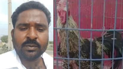 పందెం కోడి: సజ్జనార్ సార్ ఆ కోడి నాదే.. వేలాన్ని ఆపండి సార్.. మహేశ్ విజ్ఞప్తి