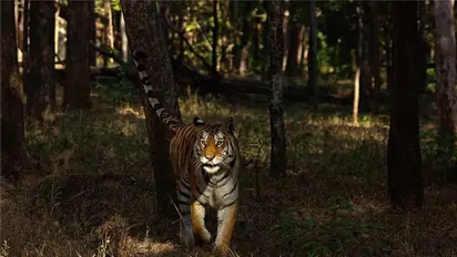 Maharashtra's Pench Tiger Reserve creates history as India's first 'Dark Sky Park'; paves way for stargazing