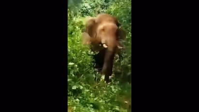 ನಂಜನಗೂಡು : ಆಹಾರ ಅರಸಿ ಬಂದ ಮೂರು ಕಾಡಾನೆಗಳು, ರೈತರ ಬೆಳೆ ನಾಶ,  ಆತಂಕ