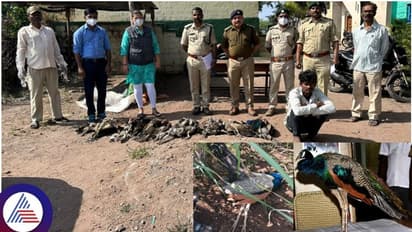 Karnataka: Forest poachers kill 11 peacocks using poisonous seeds in Belagavi; here what the law states