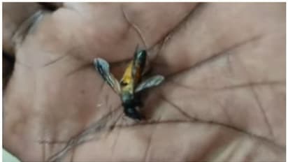 കടന്നൽ ആക്രമണം; 10 ലധികം പേർക്ക് കുത്തേറ്റു; സാരമായി പരിക്കേറ്റ 2 പേർ ആശുപത്രിയിൽ