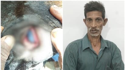 വീട്ടിലെ പശുവിന്റെ പാൽ കുറഞ്ഞതിന് കൊടും ക്രൂരത; അയൽവാസിയുടെ പശുവിന്റെ കണ്ണിൽ ആസിഡ് ഒഴിച്ചു, അറസ്റ്റ്