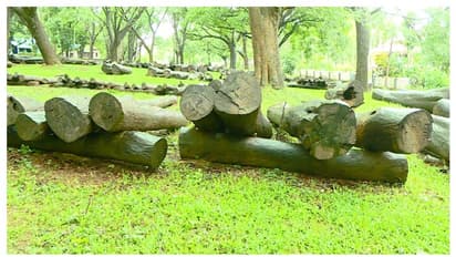 മുട്ടിൽ മരംമുറിക്കേസ്; കണ്ടുകെട്ടിയ മരങ്ങൾ ലേലം വിളിക്കാൻ ആവശ്യപ്പെട്ടുള്ള ഹർജി കോടതി ഇന്ന് പരിഗണിക്കും