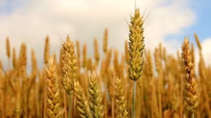 What’s the secret behind Makar Sankranti’s origins? Here’s what we know