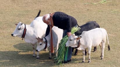 ಮಕರ ಸಂಕ್ರಾಂತಿ ಪ್ರಯುಕ್ತ ಗೋವುಗಳಿಗೆ ಮೇವು ತಿನ್ನಿಸಿದ ಪ್ರಧಾನಿ ಮೋದಿ!