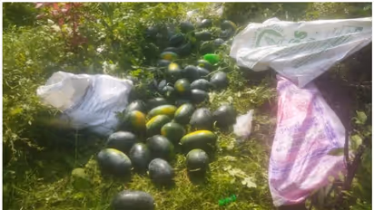 'ഇത് ക്രൂരത, നഷ്ടം രണ്ടര ലക്ഷം'; ജോലിയുപേക്ഷിച്ച് കാർഷികവൃത്തിയിലേക്ക് തിരിഞ്ഞ യുവാവിന്റെ കൃഷിയിടത്തിൽ മോഷണം