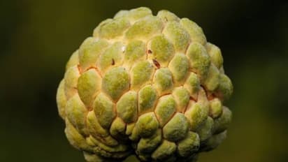 സീതപ്പഴം അല്ലെങ്കില് ആത്തച്ചക്ക കഴിക്കുന്നത് കൊണ്ട് കിടിലനൊരു ഗുണമുണ്ട്, അതറിയാമോ?