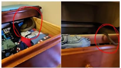 മൂന്ന് വയസുകാരന്റെ മേശവലിപ്പില് അമ്മ കണ്ടത് ലോകത്തിലെ ഏറ്റവും വിഷമുള്ള രണ്ടാമത്തെ പാമ്പിനെ; വീഡിയോ കാണാം !