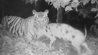 മൂടക്കൊല്ലിയിൽ പന്നിയെ പിടികൂടി കടുവ, ക്യാമറ ട്രാപ്പിലെ ചിത്രങ്ങൾ പുറത്ത്