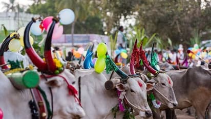 தமிழ்நாடு முழுவதும் களைகட்டிய மாட்டுப் பொங்கல்.. கால்நடைகளுக்கு நன்றி செலுத்தி உற்சாகம்..