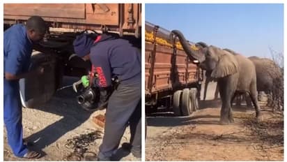 'ഇത് കാടിന്‍റെ നികുതി'; ടയര്‍ പഞ്ചറായ ട്രക്കില്‍ നിന്നും ഓറഞ്ച് എടുത്ത് കഴിക്കുന്ന ആനക്കൂട്ടത്തിന്‍റെ വീഡിയോ !