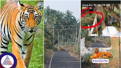 ಕನ್ನಡ ಸಿನಿಮಾ ಹಾಗೂ ಧಾರಾವಾಹಿಗಳ ನೈಸರ್ಗಿಕ ಶೂಟಿಂಗ್ ಸ್ಪಾಟ್ ಮಹದೇವಪುರದಲ್ಲಿ ಹುಲಿ ಪ್ರತ್ಯಕ್ಷ!