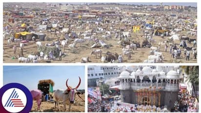 ಉತ್ತರ ಕರ್ನಾಟಕದ ಪ್ರಸಿದ್ಧ ಜಾನುವಾರು ಜಾತ್ರೆಯ ಮೇಲೆ ಬರದ ಕರಿನೆರಳು, ರೈತರಿಗೆ ಶಾಕ್!