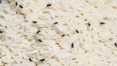 ಸ್ಟಾಕ್ ತಂದಿಡೋ ಅಕ್ಕಿಯಲ್ಲಿ ಹುಳು ಆಗ್ಬಾರ್ದು ಅಂದ್ರೆ ಈ ಸಿಂಪಲ್ ಟ್ರಿಕ್ಸ್ ಟ್ರೈ ಮಾಡಿ