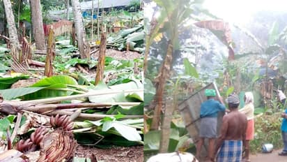 'വാഴകൃഷി ഒന്നാകെ വെട്ടി നശിപ്പിച്ചു, തടയാൻ ശ്രമിച്ച കർഷക സ്ത്രീയുടെ കാൽ അയൽവാസികൾ ചവിട്ടി ഒടിച്ചു'; കേസ്