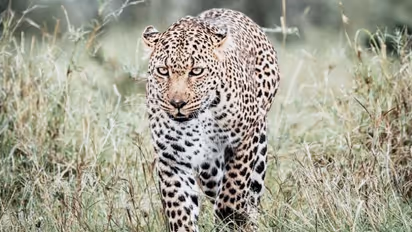  'പുലിയെ കണ്ടു, ഓടി വീടിനകത്ത് കയറി വാതിലടയ്ക്കുകയായിരുന്നു'; പന്തിരിക്കരയിൽ ജാഗ്രതാ നിര്‍ദേശം