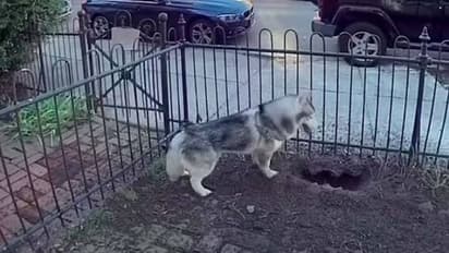 ഹസ്കി ഹീറോയാടാ, ഹീറോ; ഗ്യാസ് ലീക്കായി, വൻഅപകടത്തിൽ നിന്നും നാടിനെ രക്ഷിച്ചത് നായ