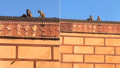 பக்தரின் ஐபோனை பிடுங்கிச் சென்று 'டீல்' பேசிய குரங்கு! வைரலாகும் தரமான சம்பவம்!