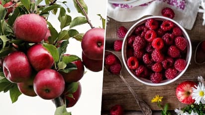 Berries to Apple: 7 fruits you must eat to keep up with ageing