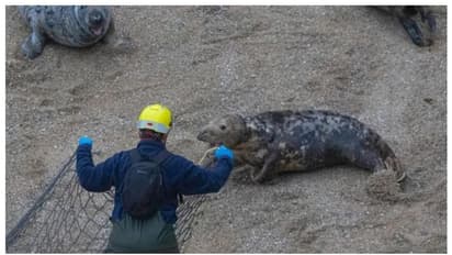 ആറ് വര്‍ഷം കഴുത്തില്‍ ചുറ്റിക്കിടന്ന പ്ലാസ്റ്റിക്ക് വളയത്തില്‍ നിന്ന് ഒടുവിലൊരു രക്ഷപ്പെടല്‍ !