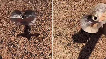 ಮರವೆಂದು ತಪ್ಪಾಗಿ ಭಾವಿಸಿ ಮನುಷ್ಯನ ಮೈಯ್ಯನ್ನೇ ಸರಸರ ಏರಿದ ಹಲ್ಲಿ; ಮೈ ನವಿರೇಳಿಸೋ ದೃಶ್ಯ