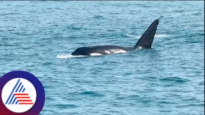 ಸ್ಕೂಬಾ ಡೈವಿಂಗ್ ಮಾಡುವ ಪ್ರವಾಸಿಗರೇ ಎಚ್ಚರ! ಮುರ್ಡೇಶ್ವರ ಸಮುದ್ರ ತೀರದಲ್ಲಿ ಮೊದಲ ಬಾರಿಗೆ ಕಾಣಿಸಿಕೊಂಡ ತಿಮಿಂಗಿಲ!