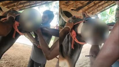 దుర్మార్గుడు.. ఎద్దుతో బతికున్న కోడిని బలవంతంగా తినిపించిన యూట్యూబర్.. వైరల్..