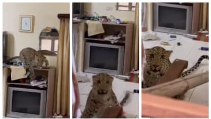 'എവിടെടാ എന്റെ ചായ?' ജയ്പൂരില് ഹെറിറ്റേജ് ഹോട്ടല് മുറിയില് കയറിയ പുള്ളിപ്പുലി പെട്ടു !