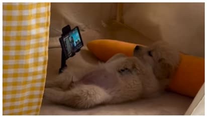 'ബോറടിയാണ്... ന്നാലും കാണാം'; കിടക്കയില് മലര്ന്ന് കിടന്ന് മൊബൈലില് സിനിമ കാണുന്ന പട്ടിയുടെ വീഡിയോ വൈറല് !